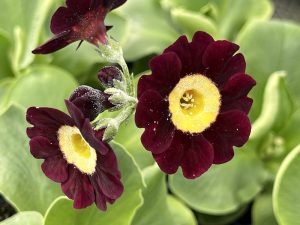 Primula auricula 'Eden Dark Eyes'