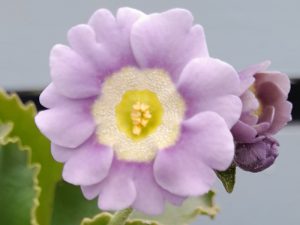 Primula auricula 'Eden Lilactime'