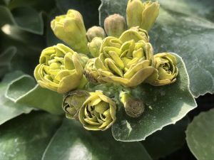 Primula auricula 'Forest Buttercup'