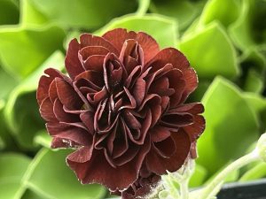 Primula auricula 'Forest Star'