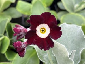 Primula auricula 'Gizabroon'