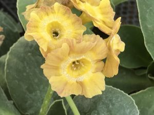 Primula auricula 'Goody Goody'