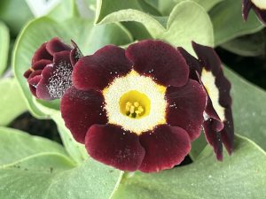 Primula auricula 'Gwai Lou'