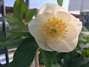 Helleborus x hybridus (Ashwood Evolution Group) Single Ivory White shades, yellow nectaries
