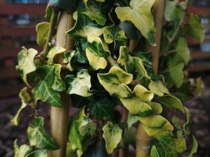 Hedera helix 'Buttercup'