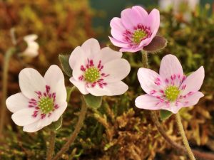 Hepatica japonica var. nipponica f. candida hybrids
