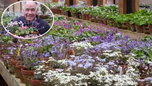 John’s Garden Open Day – Hepatica Special