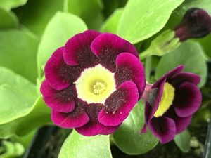 Primula auricula 'Highley'
