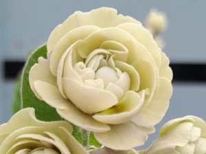 Primula auricula 'Ice Cap'
