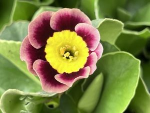 Primula auricula 'Impeccable'