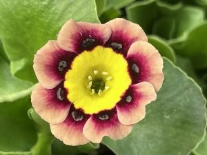 Primula auricula 'John Hart'