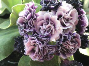 Primula auricula 'Judy Boreman'