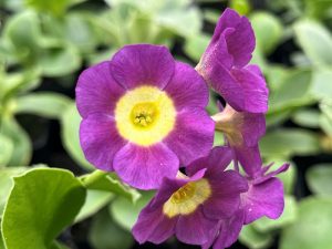 Primula auricula 'Julie Nuttall'