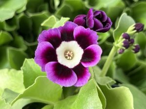 Primula auricula 'Kingfisher'