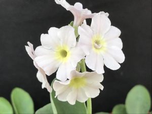 Primula auricula 'Kitterford Cross'