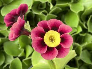 Primula auricula 'Lazy River'