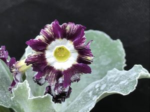 Primula auricula 'Lisa Payne'