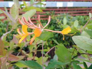 Lonicera 'Mandarin'