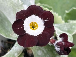 Primula auricula 'Nocturne'