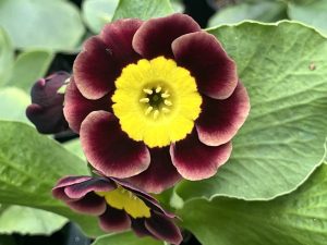 Primula auricula 'Old Smokey'