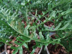 Polypodium cambricum 'Hornet'