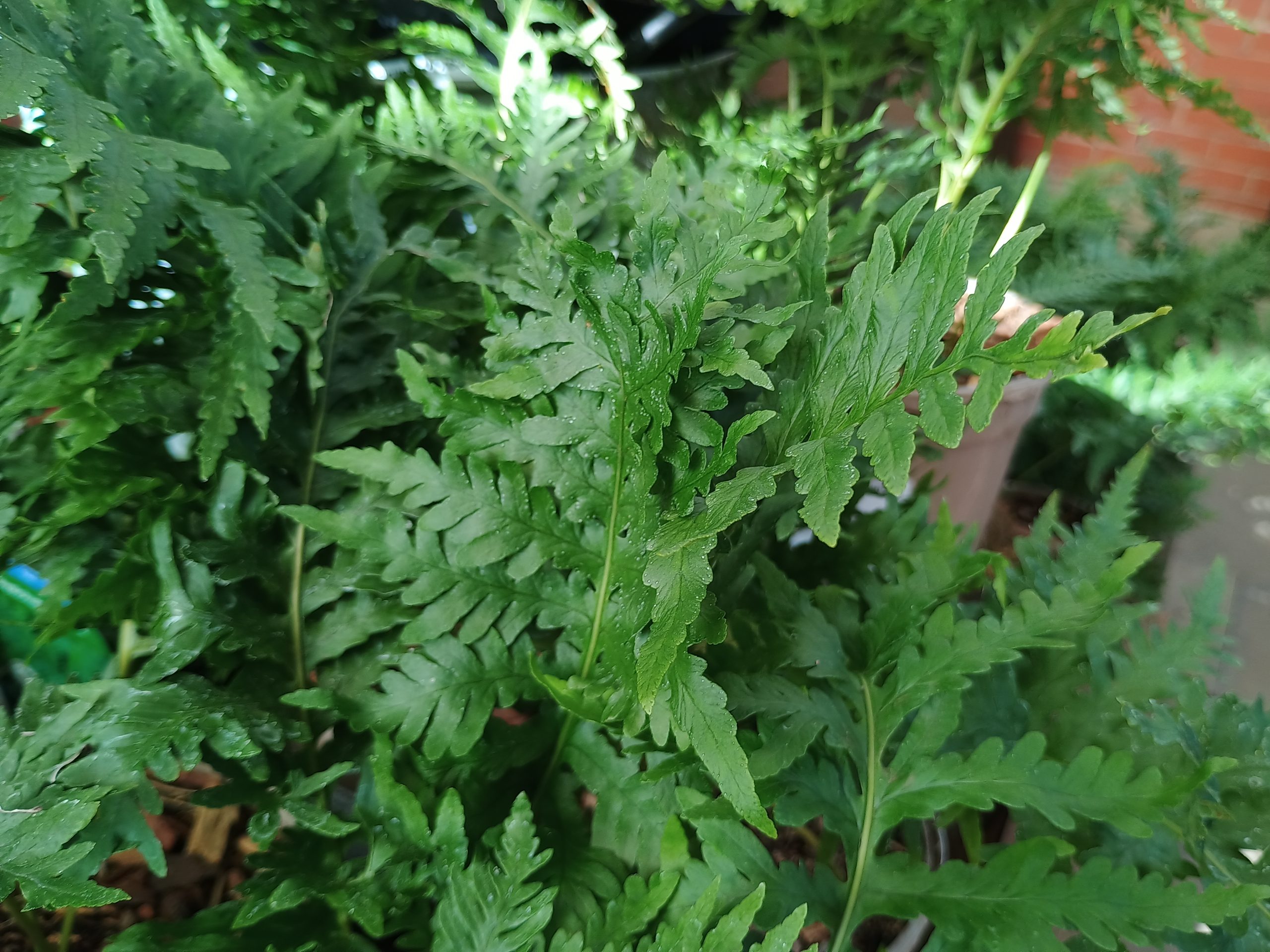 Polypodium 'Pulcherrimum Addison'