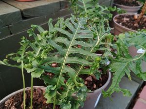 Polypodium cambricum 'Grandiceps Fox'