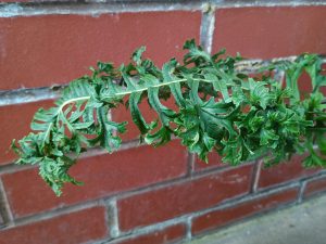 Polypodium x mantonaie 'Bifidograndiceps'