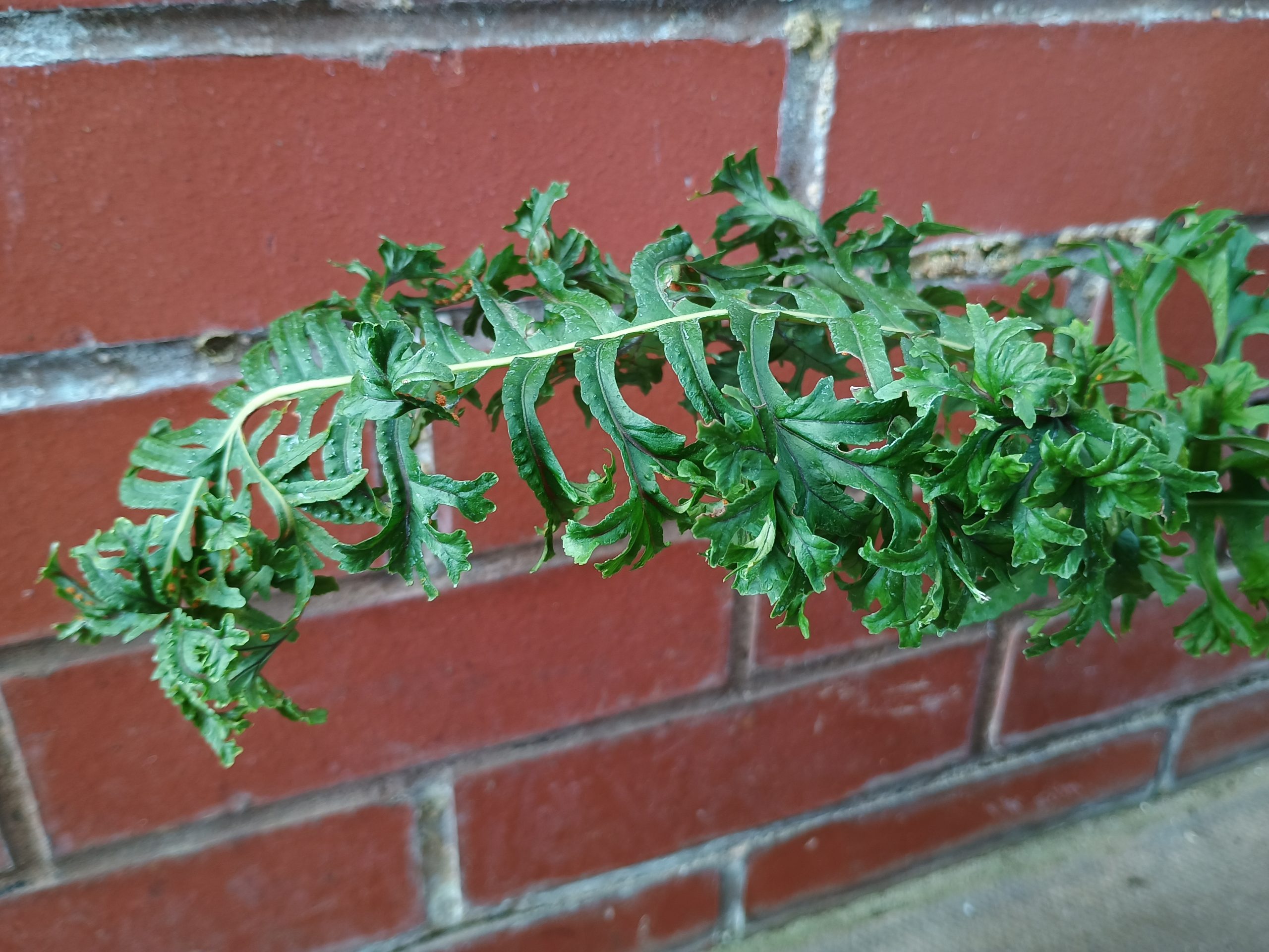 Polypodium x mantonaie 'Bifidograndiceps'