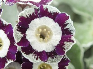 Primula auricula 'Mayhem'