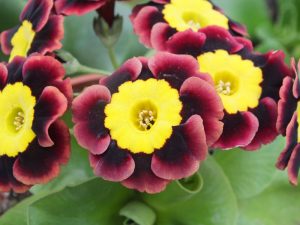 Primula auricula 'Night Nurse'