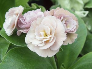 Primula auricula 'Trouble'