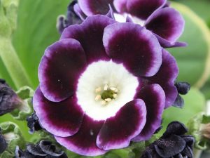 Primula auricula 'Vulcan'