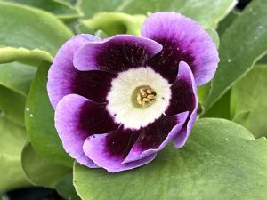 Primula auricula 'Quintessence'