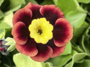Primula auricula 'R. L. Bowes'