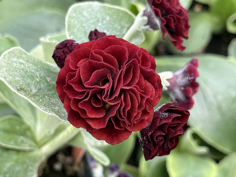 Primula auricula 'Rebecca Baker'