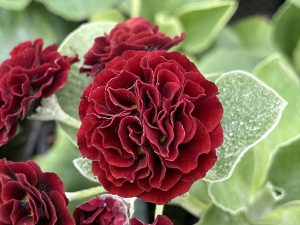 Primula auricula 'Rebecca Baker'