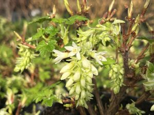 Ribes sanguineum 'Oregon Snowflake'