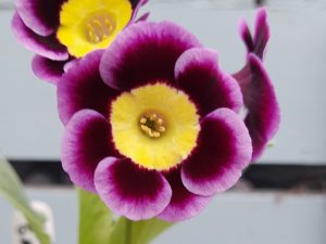Primula auricula 'Sam Gamgee'