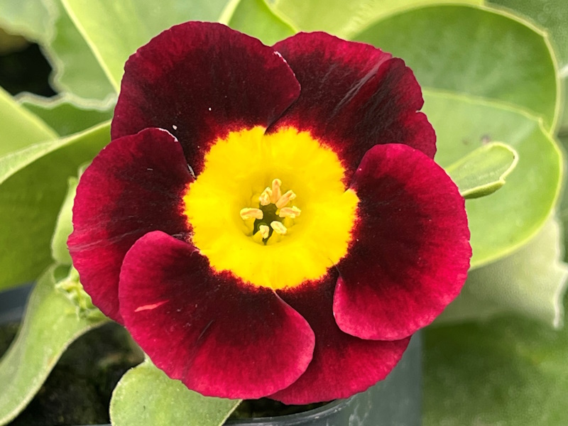 Primula auricula 'Sandwood Bay'