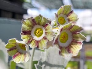 Primula auricula 'Soliloquy'