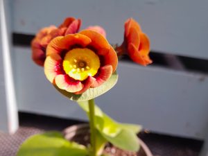 Primula auricula 'Terpo'