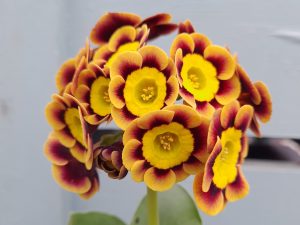 Primula auricula 'Two Steeples'