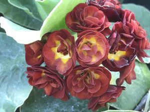 Primula auricula 'Vesuvius'