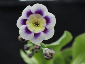 Primula auricula 'White Payne'