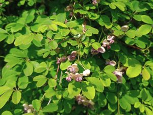 Akebia quintata 'Shirobana'