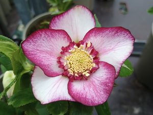 Helleborus x hybridus (Ashwood Garden Hybrids) Anemone Bicolour Light