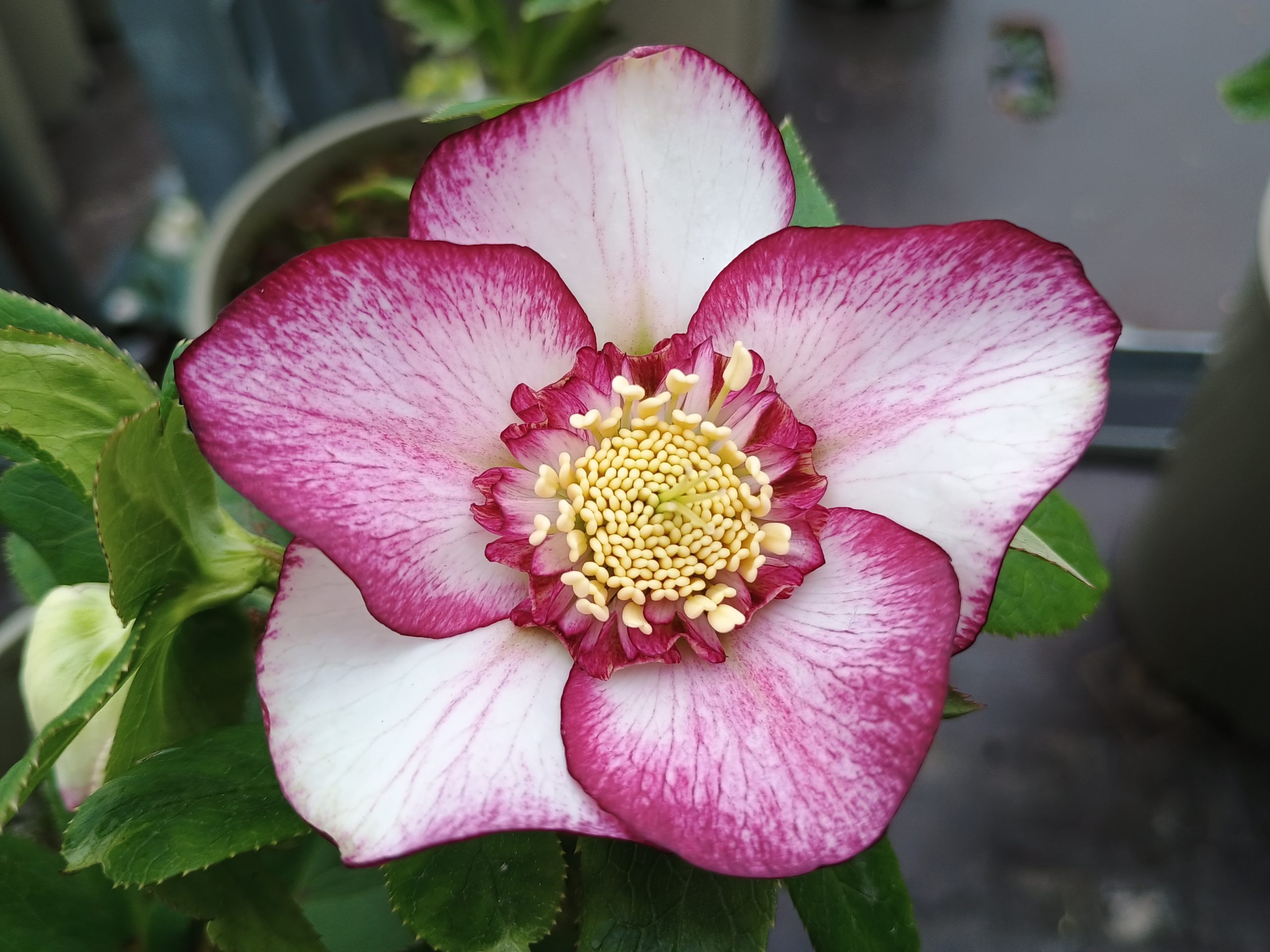 Helleborus x hybridus (Ashwood Garden Hybrids) Anemone Bicolour Light