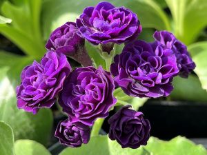 Primula auricula 'Cambrai'