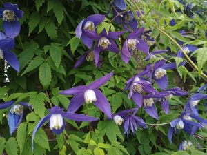 Clematis alpina 'Pamela Jackman'